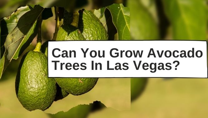 Can You Grow Avocado Trees In Las Vegas?